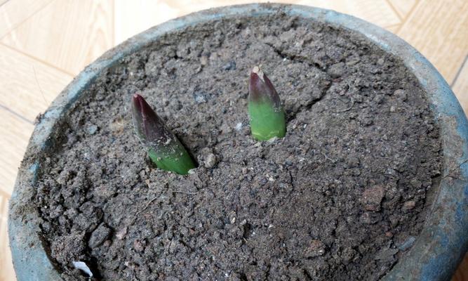 从种子到花开——探究郁金香的生长过程（种植、养护、开花）