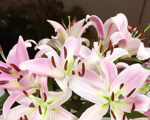 百合花的象征意义及送女人的深层寓意（百合花传递爱情、纯洁和美丽的象征）
