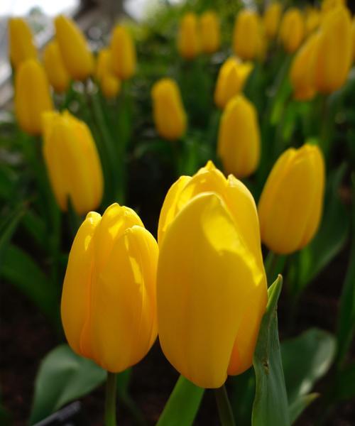 郁金香花海多彩缤纷（探秘不同颜色郁金香的美丽世界）