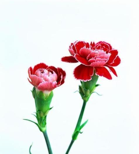 康乃馨的花语与意义(探寻康乃馨的神秘符号) 康乃馨的花语与意义(探寻康乃馨的神秘符号)