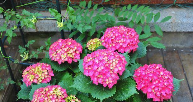绣球花期是什么时候？-解读绣球花的盛放时期（春季必看）