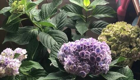 绣球花期是什么时候？-解读绣球花的盛放时期（春季必看）