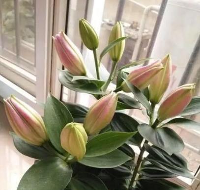 拒绝的花语（拒绝的花语）