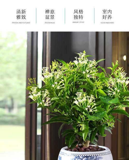 如何修剪九里香,让它开更多的花?(九里香修剪技巧与步骤) 如何修剪九里香,让它开更多的花?(九里香修剪技巧与步骤)