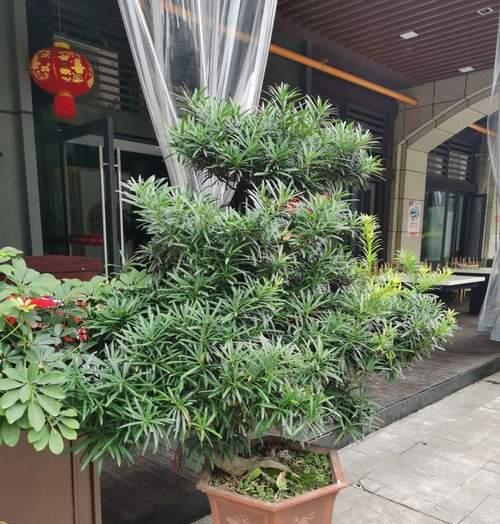 以百合花代表平安的寓意与象征（探究百合花作为平安的象征意义和文化内涵）