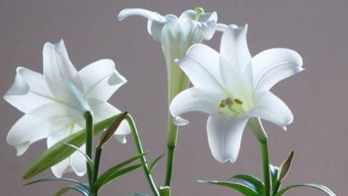 百合花的象征意义（探寻百合花的文化内涵与情感寓意）
