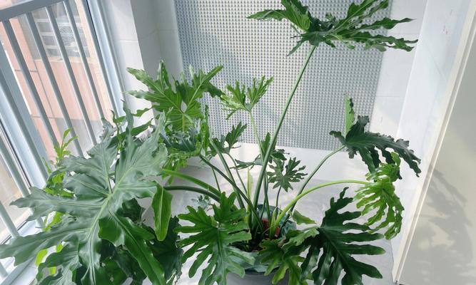 自由独立的植物世界（以植物为象征的自由与独立的生命力）