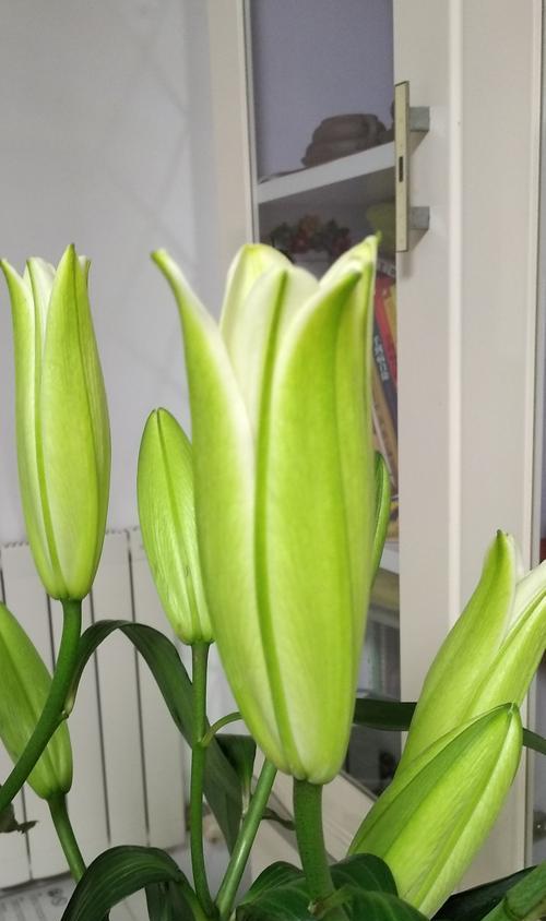 百合花的寓意与象征——花开满园香如诗（纯洁、高贵、爱情的使者）