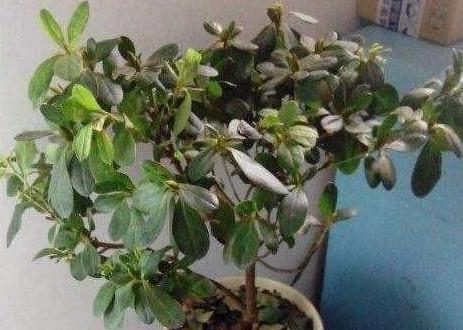 杜鹃花的换盆时间和方法（了解杜鹃的生长需求）