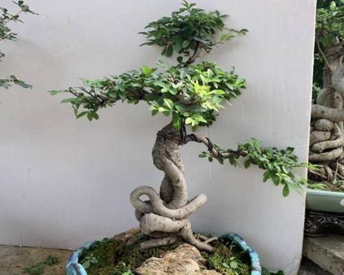 榆树移栽的最佳时期（掌握正确时间）