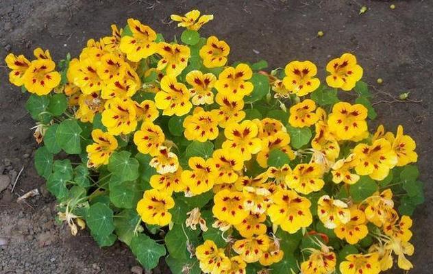旱地莲的种植和养护（了解旱地莲的特点与毒性）