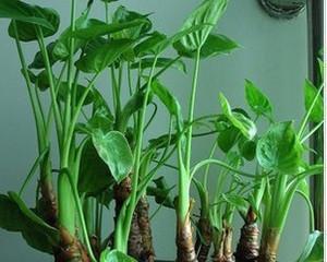 滴水观音移栽，最合适的时间和方法（从种植到移栽）
