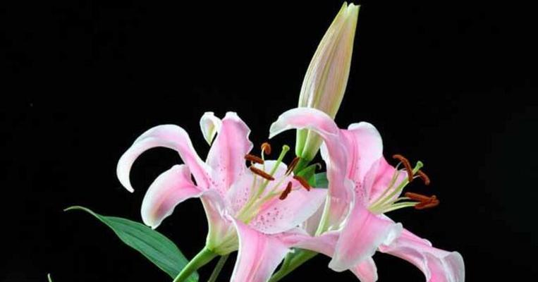百合花的香气与花语（揭秘百合花背后的深意与诗意）