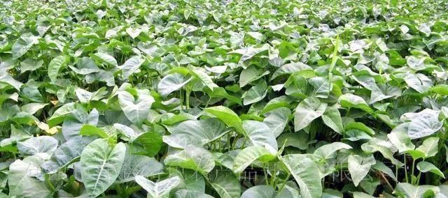 空心菜的种植与养护（四季常青）
