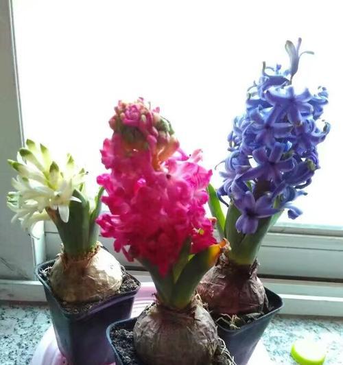 风信子花的象征意义（用香气和美丽传达的暗示）