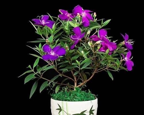 三叶草老桩的养殖与养护方法（从种植到收获）