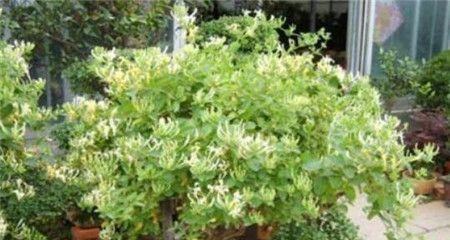 金银花的家庭养法（让你轻松打造自家花园的新宠）