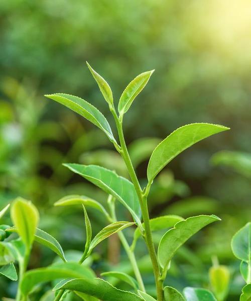 探秘油茶树的生长环境条件及特点