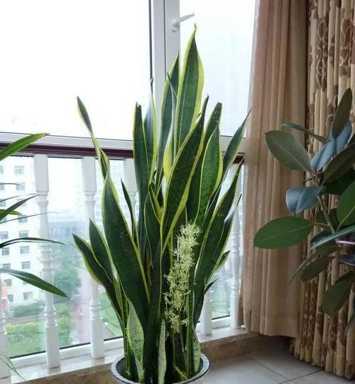 虎皮兰——家居装饰植物的首选（了解虎皮兰的毒性及养殖技巧）